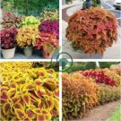 Japanese Coleus Plant 200 Seeds