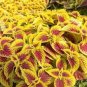 Japanese Coleus Plant 200 Seeds