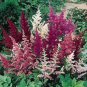 Mixed Astilbe Chinensis 200 Seeds