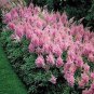 Mixed Astilbe Chinensis 200 Seeds