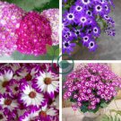 Heirloom Florist's Cineraria F1 Flower(Pericallis hybrida) 60  Seeds