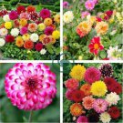 Heirloom Dahlia Pinnata Perennial Flower 60 Seeds