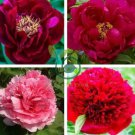 Heirloom 'Hong Yu Lou' Red Peony Shrub Flower 10 Seeds