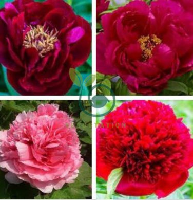 Heirloom 'Hong Yu Lou' Red Peony Shrub Flower 10 Seeds