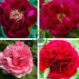 Heirloom 'Hong Yu Lou' Red Peony Shrub Flower 10 Seeds