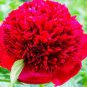 Heirloom 'Hong Yu Lou' Red Peony Shrub Flower 10 Seeds