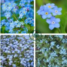Forget Me Not Flowers Seeds70 seeds