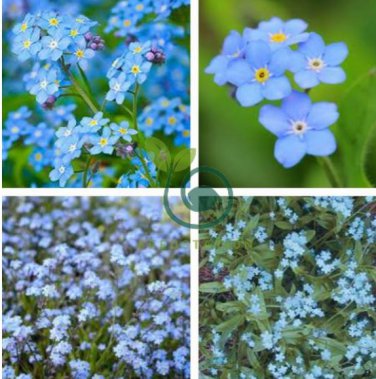Forget Me Not Flowers Seeds70 seeds