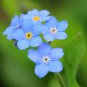 Forget Me Not Flowers Seeds70 seeds