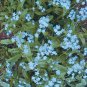 Forget Me Not Flowers Seeds70 seeds
