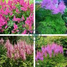 Rare Light Purple Astilbe chinensis Flowers 100 seeds