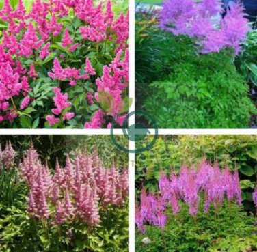 Rare Light Purple Astilbe chinensis Flowers 100 seeds