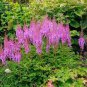 Rare Light Purple Astilbe chinensis Flowers 100 seeds