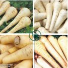 White Gem Parsnip Carrot Vegetables 200 seeds