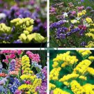 Yellow Perennial Sea Lavender Brilliant Enchanting Limonium 60 Seeds