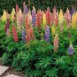 Mixed 12 Types of Russell Lupine Dull Ice Flowers 40 seeds
