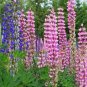 Mixed 12 Types of Russell Lupine Dull Ice Flowers 40 seeds