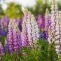 Mixed 12 Types of Russell Lupine Dull Ice Flowers 40 seeds