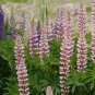 Mixed 12 Types of Russell Lupine Dull Ice Flowers 40 seeds