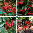 Ardisia Crenata Christmas Coral Berry Ornamental 24 seeds
