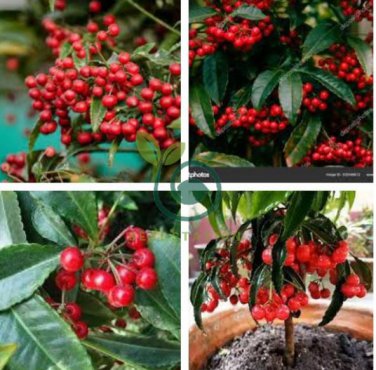 Ardisia Crenata Christmas Coral Berry Ornamental 24 seeds
