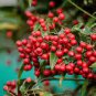 Ardisia Crenata Christmas Coral Berry Ornamental 24 seeds