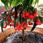 Ardisia Crenata Christmas Coral Berry Ornamental 24 seeds