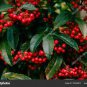 Ardisia Crenata Christmas Coral Berry Ornamental 24 seeds