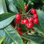 Ardisia Crenata Christmas Coral Berry Ornamental 24 seeds