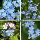 Blue Myosotis Sylvatica Forget-me Flower 120 Seeds