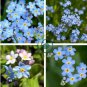 Blue Myosotis Sylvatica Forget-me Flower 120 Seeds