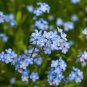 Blue Myosotis Sylvatica Forget-me Flower 120 Seeds