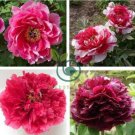 Red Peony Paeonia Suffruticosa The King Of Flowers, Original pack, 16 seeds,