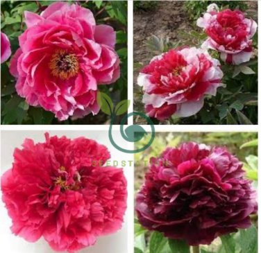 Red Peony Paeonia Suffruticosa The King Of Flowers, Original pack, 16 seeds,