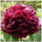 Red Peony Paeonia Suffruticosa The King Of Flowers, Original pack, 16 seeds,