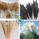 Bulish Black Pampas Grass 800 Seeds