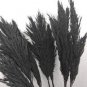 Bulish Black Pampas Grass 800 Seeds