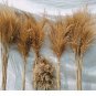 Bulish Black Pampas Grass 800 Seeds