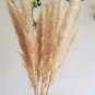 Bulish Black Pampas Grass 800 Seeds