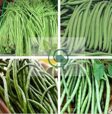 Super Long Green Cowpea Organic Vegetables 40 seeds