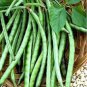 Super Long Green Cowpea Organic Vegetables 40 seeds