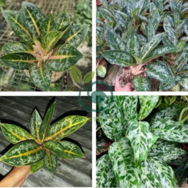 Rare Color Aglaonema 200 seeds