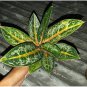 Rare Color Aglaonema 200 seeds