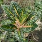 Rare Color Aglaonema 200 seeds