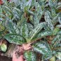 Rare Color Aglaonema 200 seeds