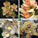 Unique Black Cymbidium Faberi Flower 200 seeds