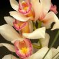 Unique Black Cymbidium Faberi Flower 200 seeds