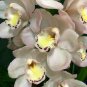 Unique Black Cymbidium Faberi Flower 200 seeds