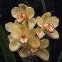 Unique Black Cymbidium Faberi Flower 200 seeds