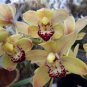 Unique Black Cymbidium Faberi Flower 200 seeds